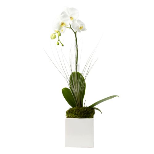 Single Stem White Phalaenopsis Orchid 