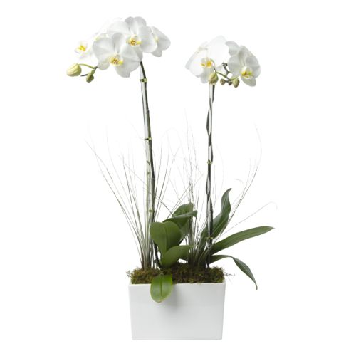 Double Stem White Phalaenopsis Orchid 